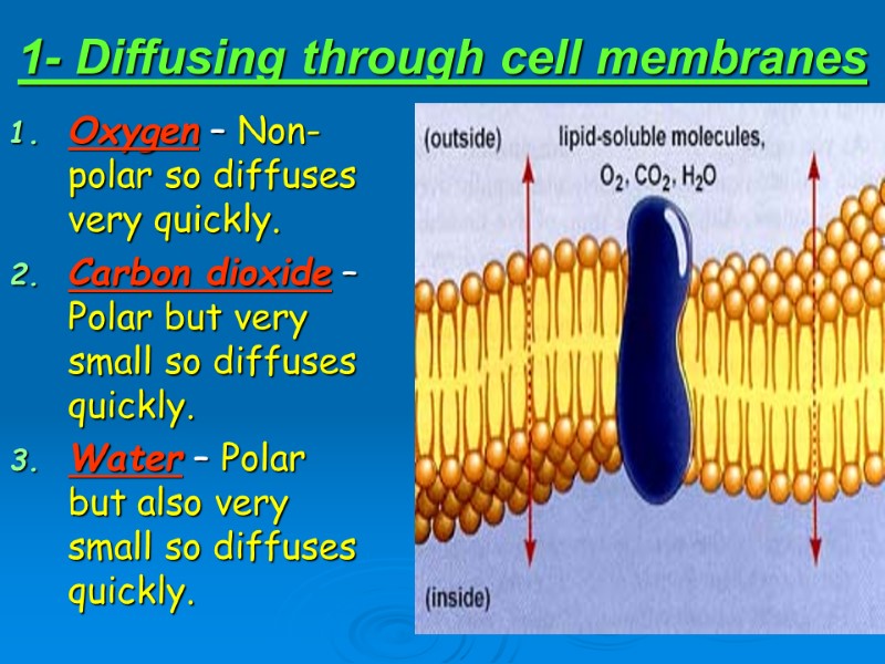 1- Diffusing through cell membranes Oxygen – Non-polar so diffuses very quickly. Carbon dioxide